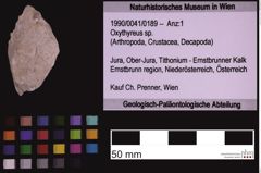 Foto (Objekt + Etiketten) von Oxythyreus sp. (NHMW-GEO-1990-0041-0189)